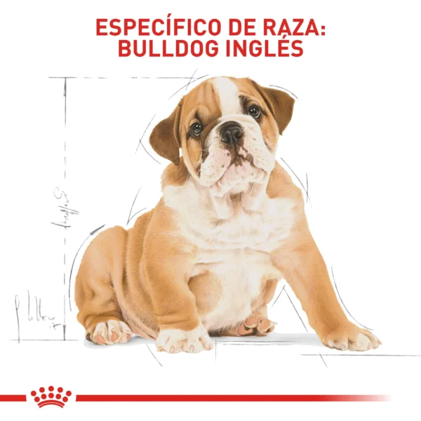 Alimento Royal Canin Bhn Bulldog Ingles Puppy – 3kg - Image 6