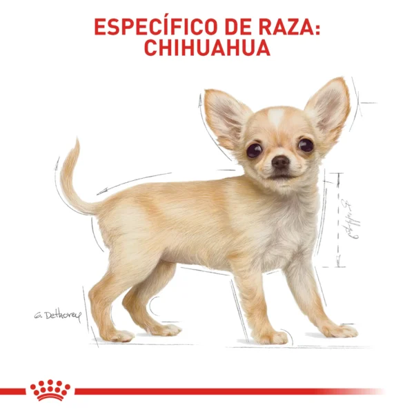 Alimento Royal Canin Bhn Chihuahua Puppy 1.13 Kg - Image 5