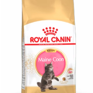 FBN MAINE COON KITTEN