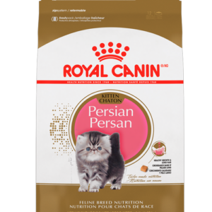 FBN PERSIAN KITTEN